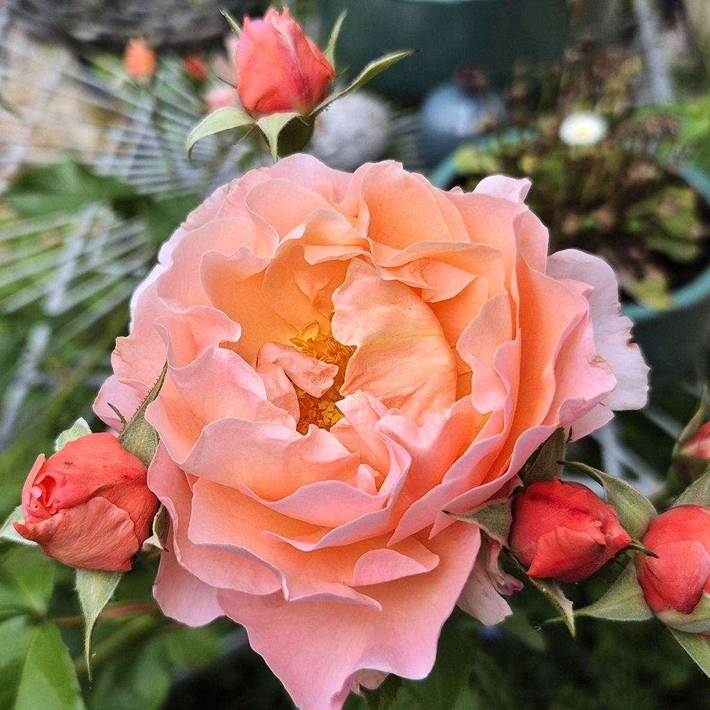 Rosier à fleurs groupées Marie Curie
