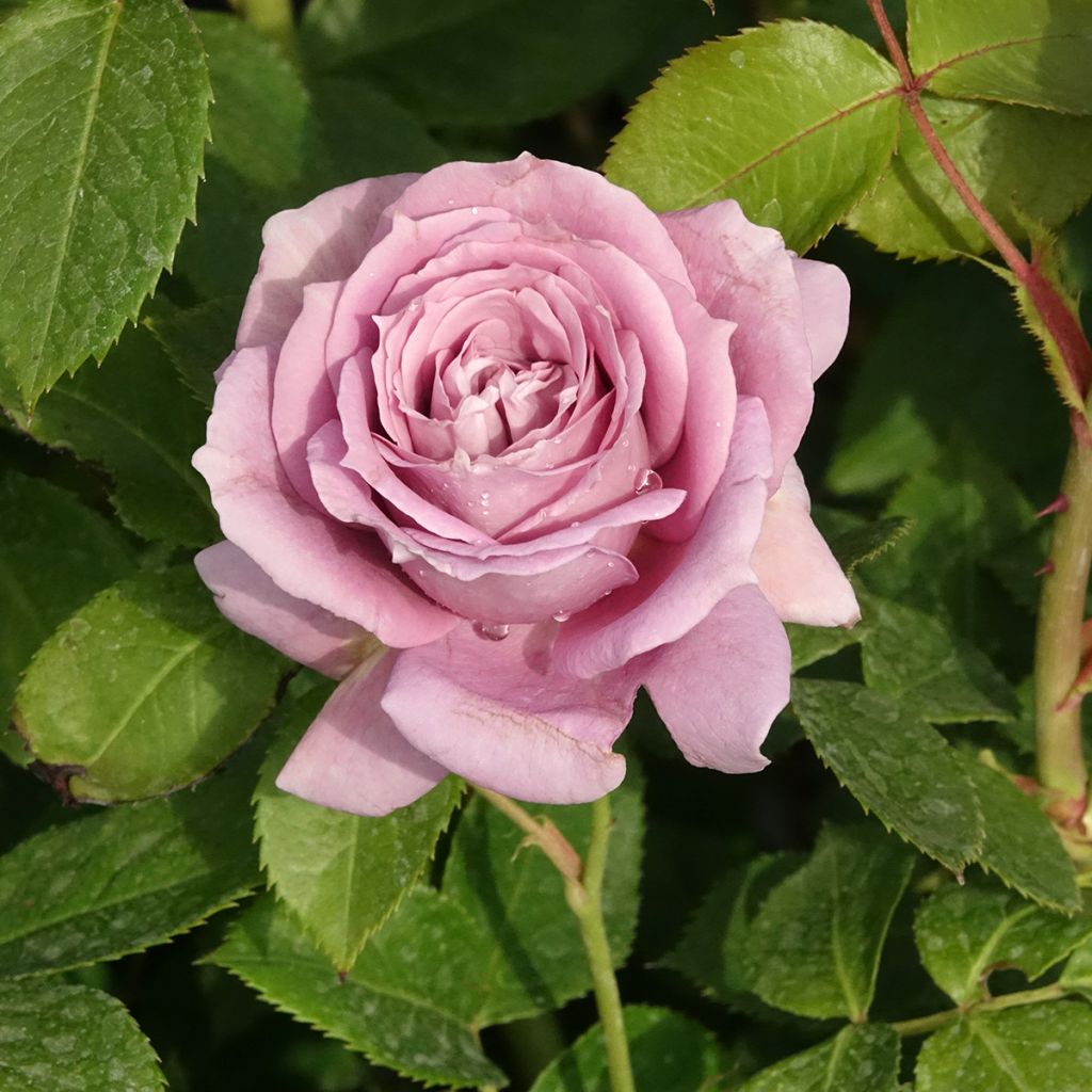 Rosier à fleurs groupées Novalis