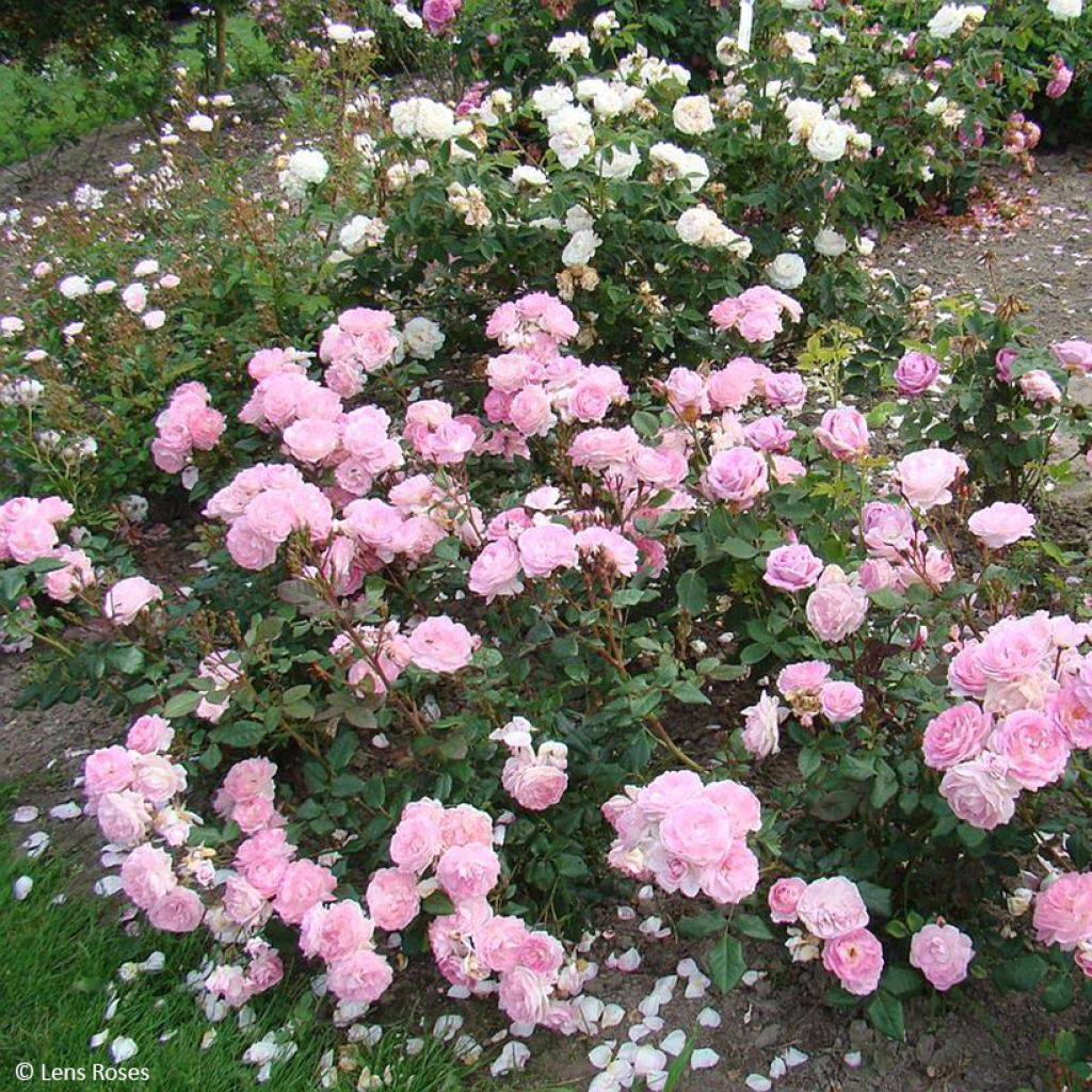 Rosier à fleurs groupées Sourire de Sylvie