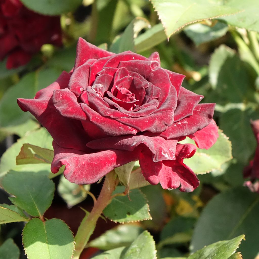 Rosier à grandes fleurs Black Baccara