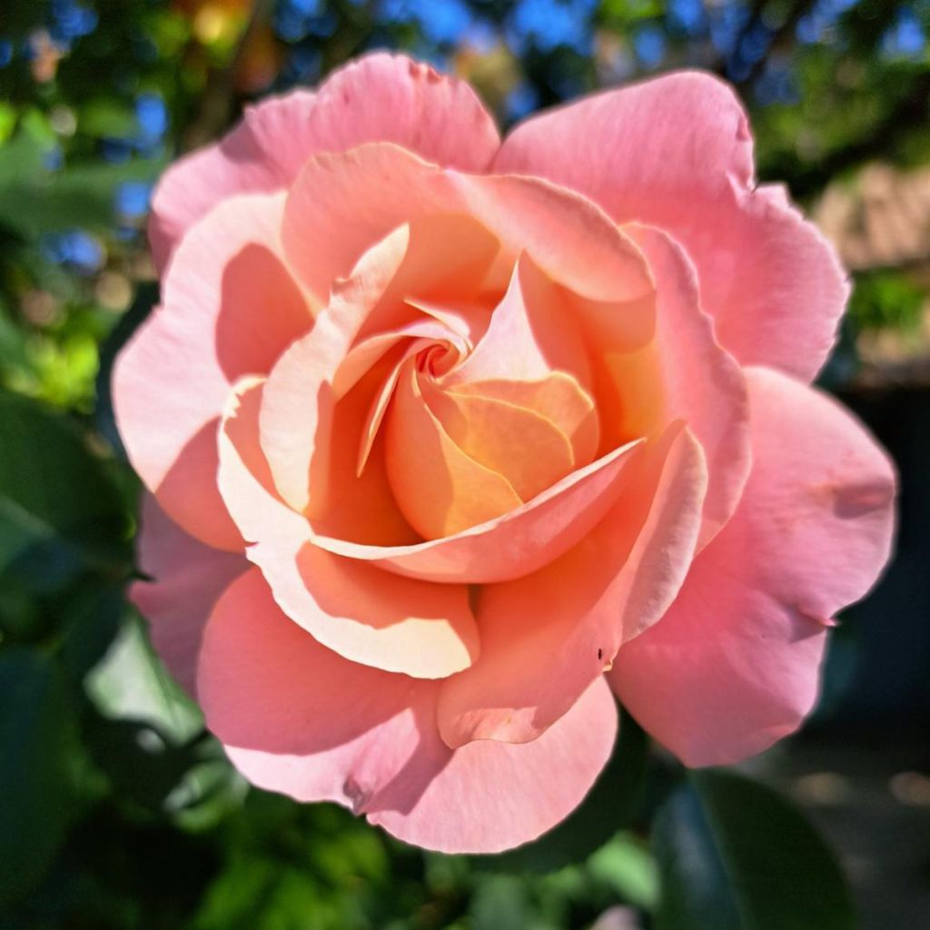 Rosier à grandes fleurs Clair Renaissance