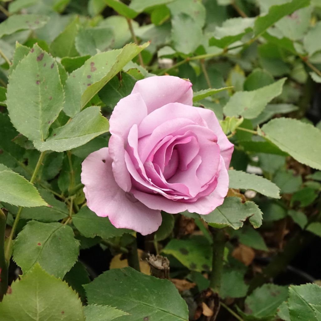 Rosier à grandes fleurs Dioressence