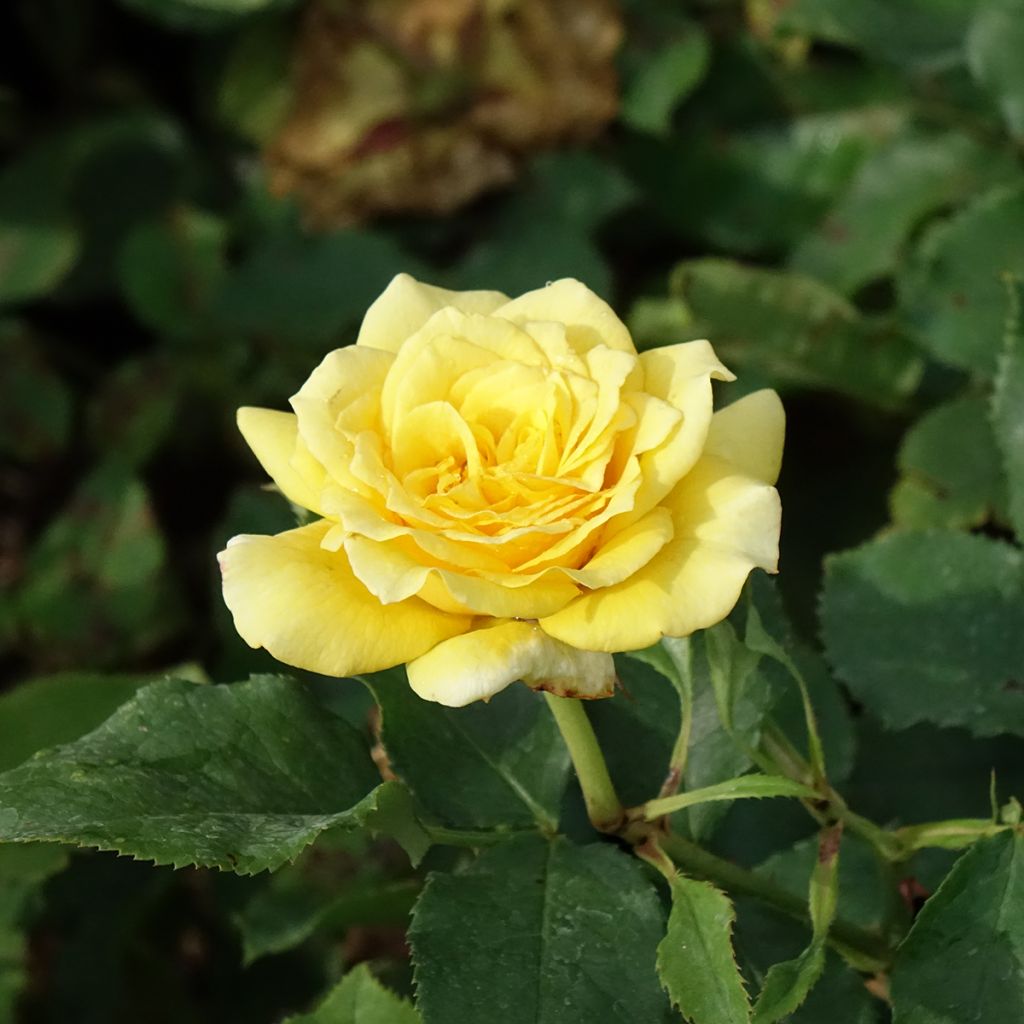 Rosier à grandes fleurs Les Années Folles La Rotonde