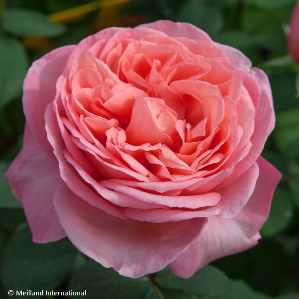 Rosier à grandes fleurs Mademoiselle Meilland
