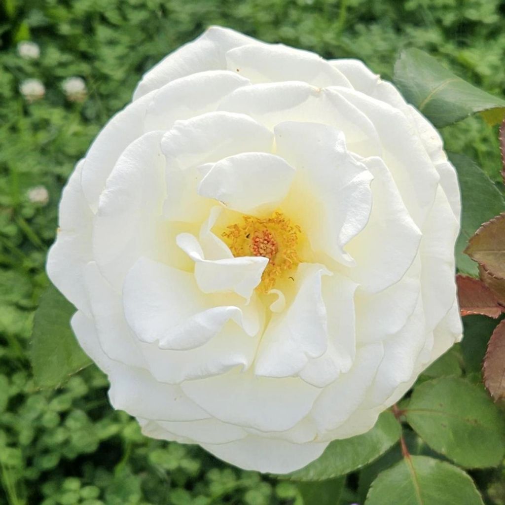 Rosier à grandes fleurs Memoire