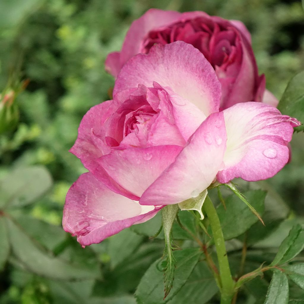 Rosier à grandes fleurs Thierry Marx 