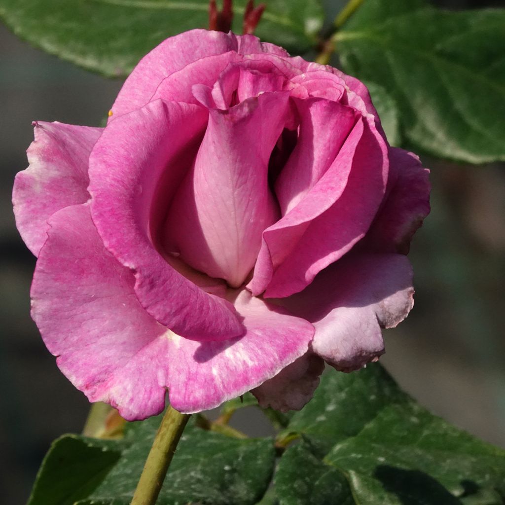 Rosier à grandes fleurs Violette Parfumée