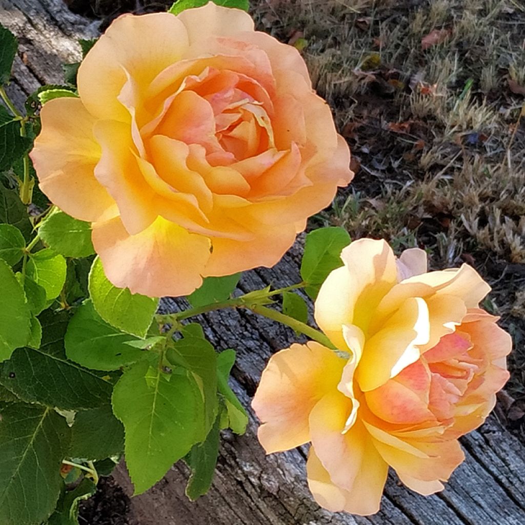 Rosier à grandes fleurs Yellowstone 