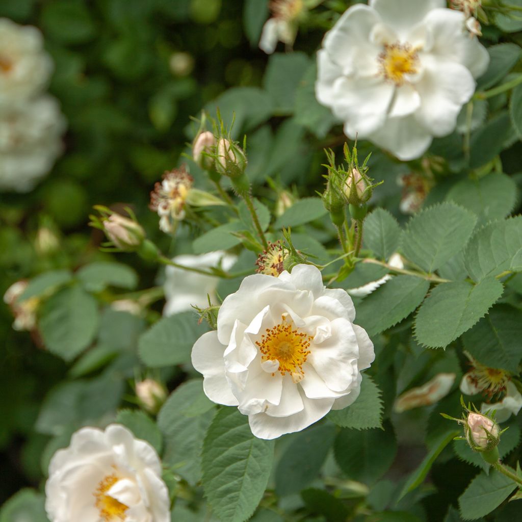 Rosier ancien Alba Suaveolens
