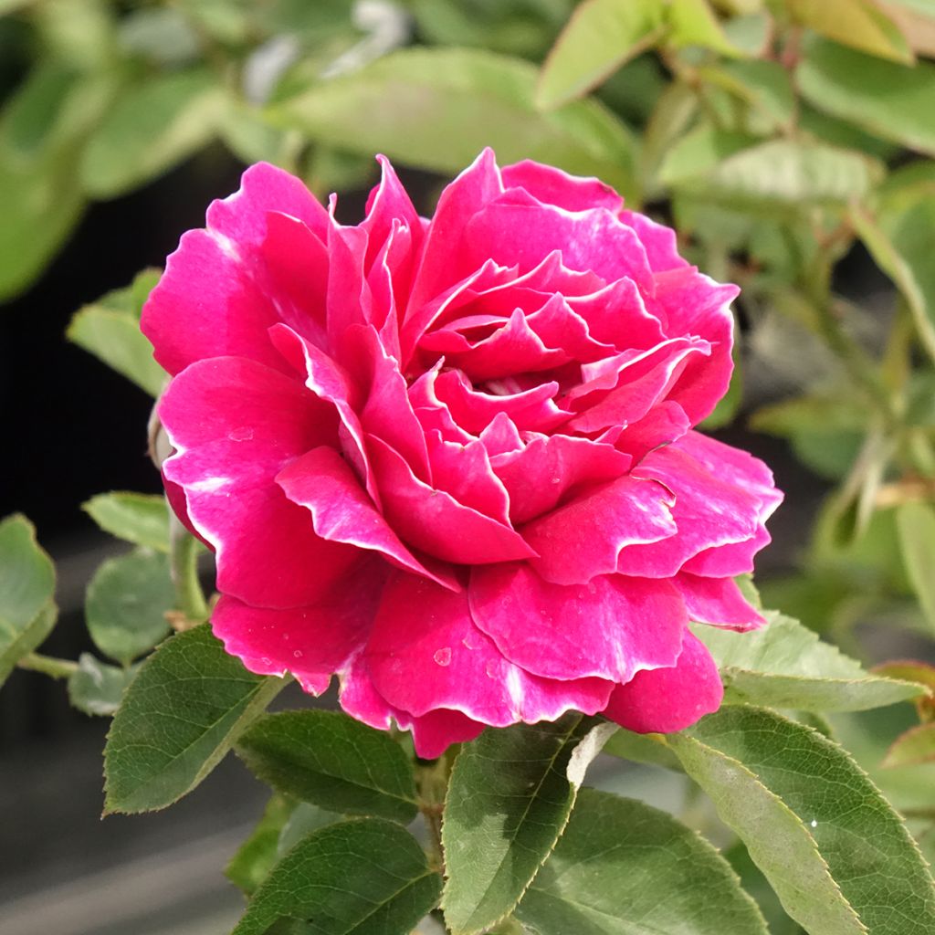 Rosier ancien Baron Girod de l'Ain