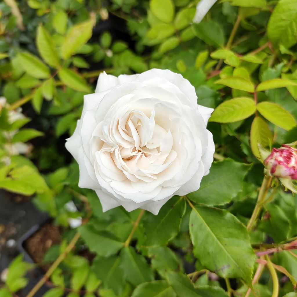 Rosier ancien Boule de Neige