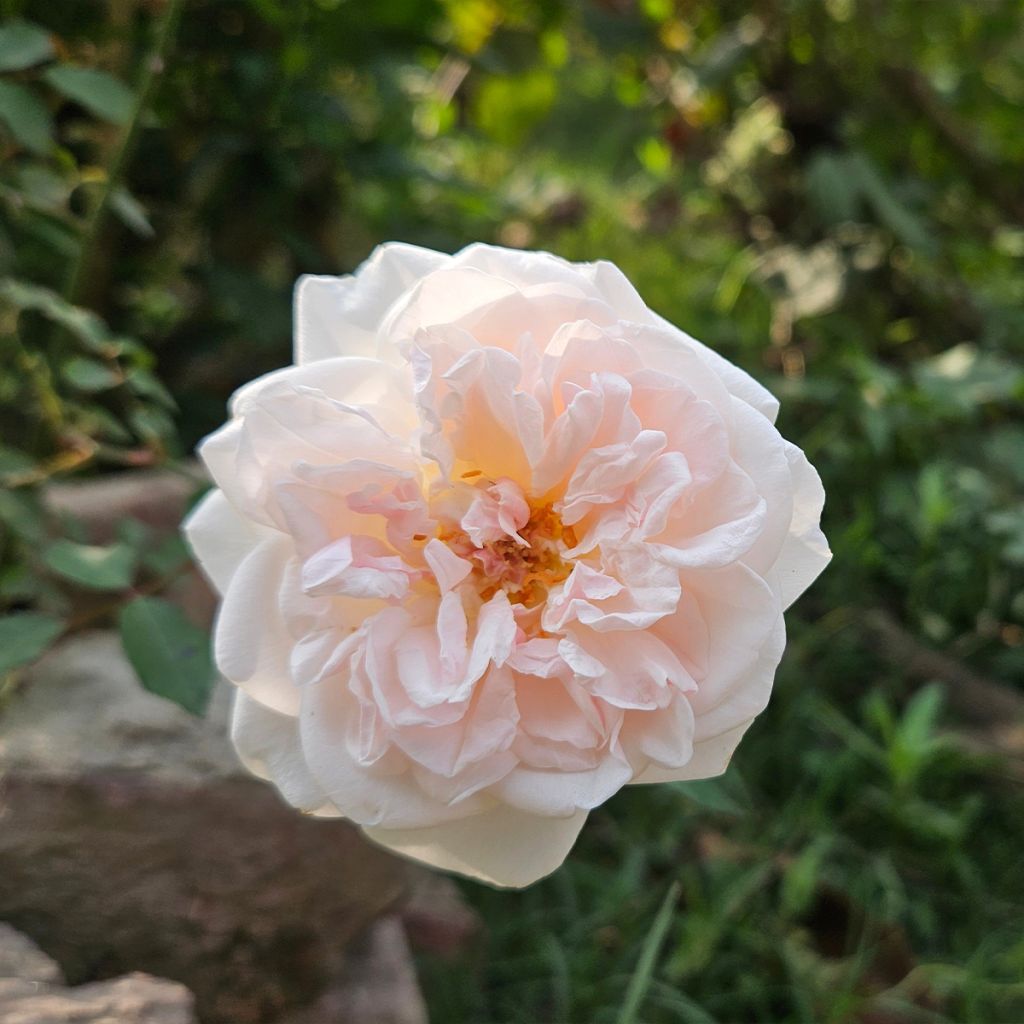 Rosier ancien Buff Beauty