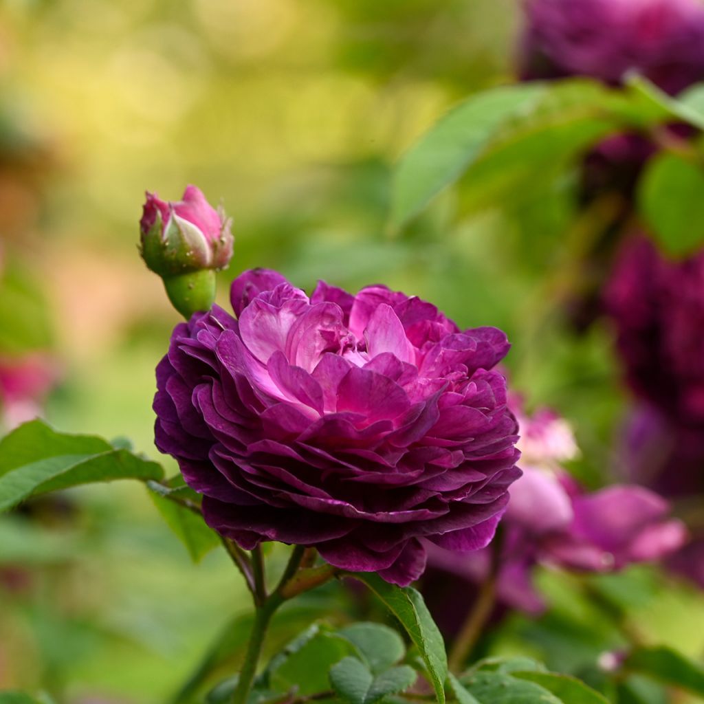 Rosier ancien Cardinal de Richelieu