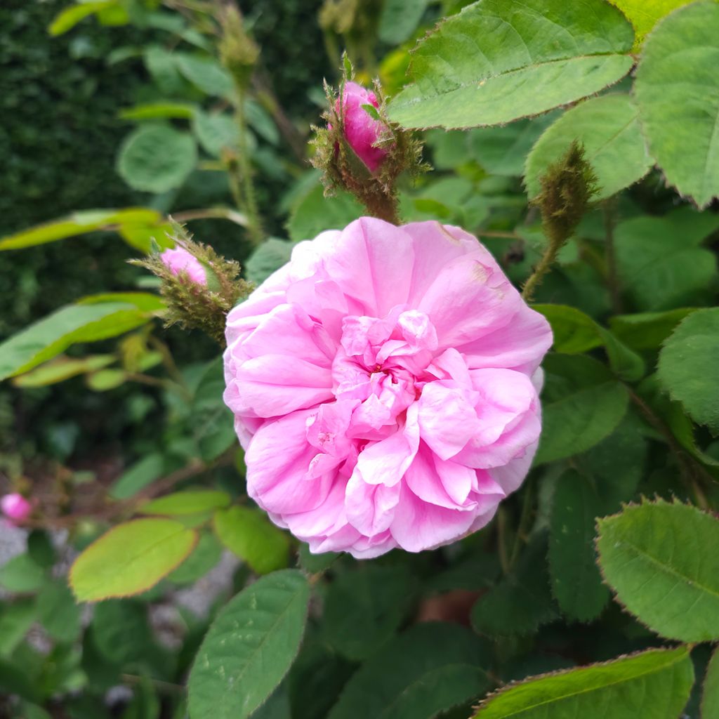 Rosier ancien Centifolia Muscosa