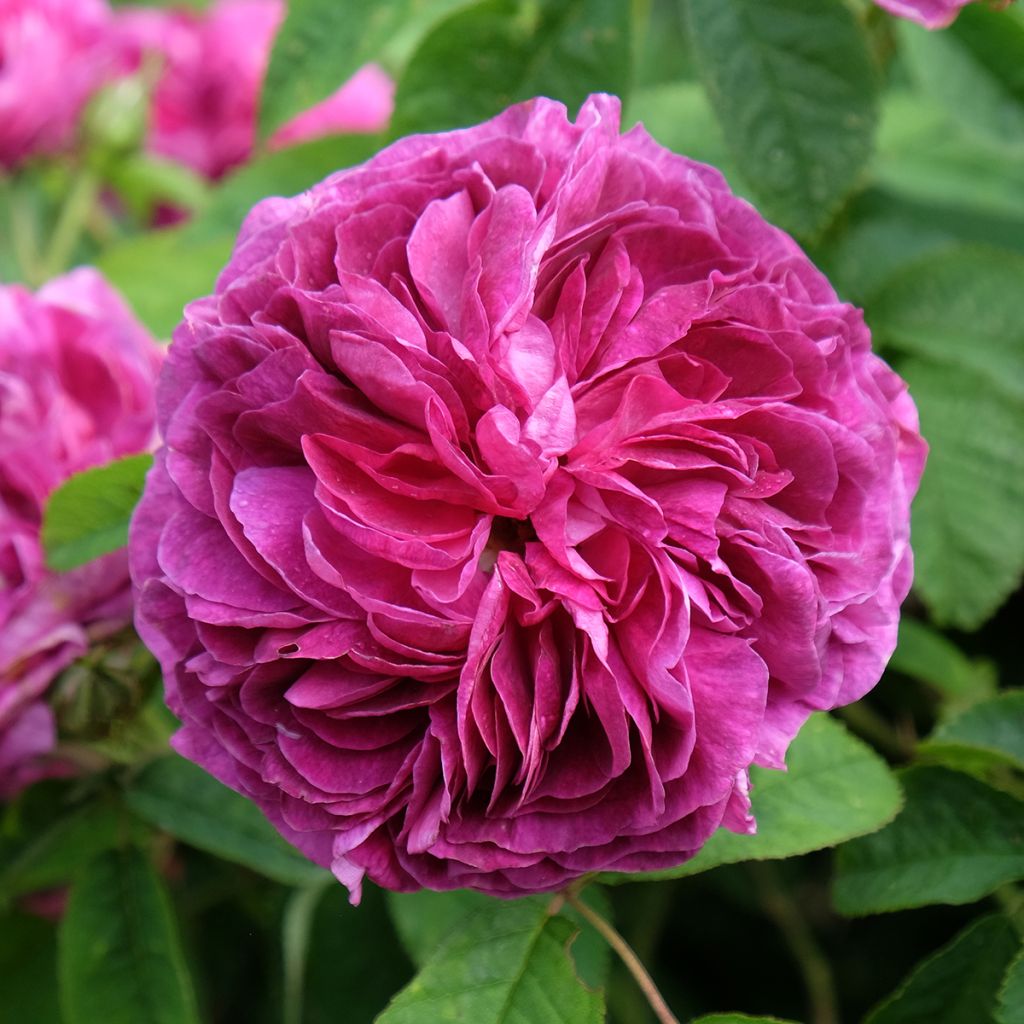 Rosier ancien Charles de Mills