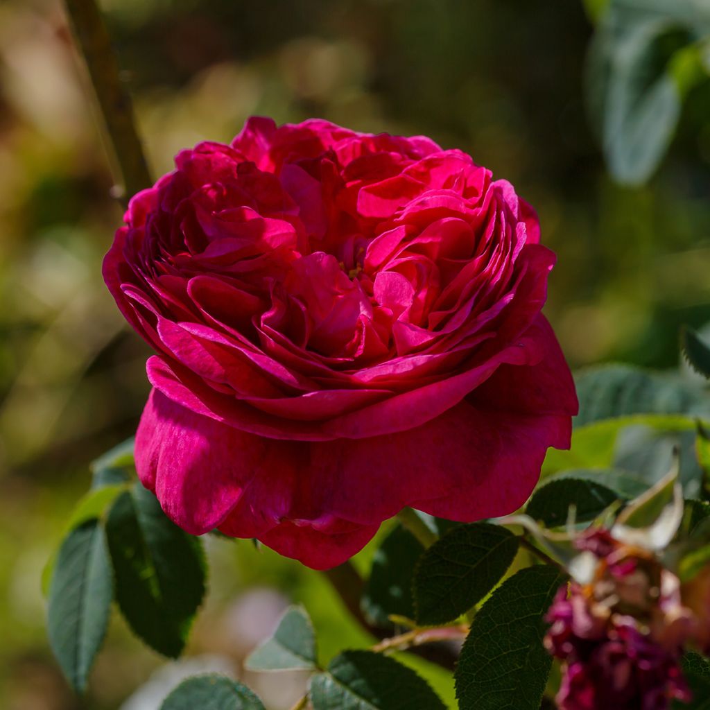 Rosier ancien Charles de Mills