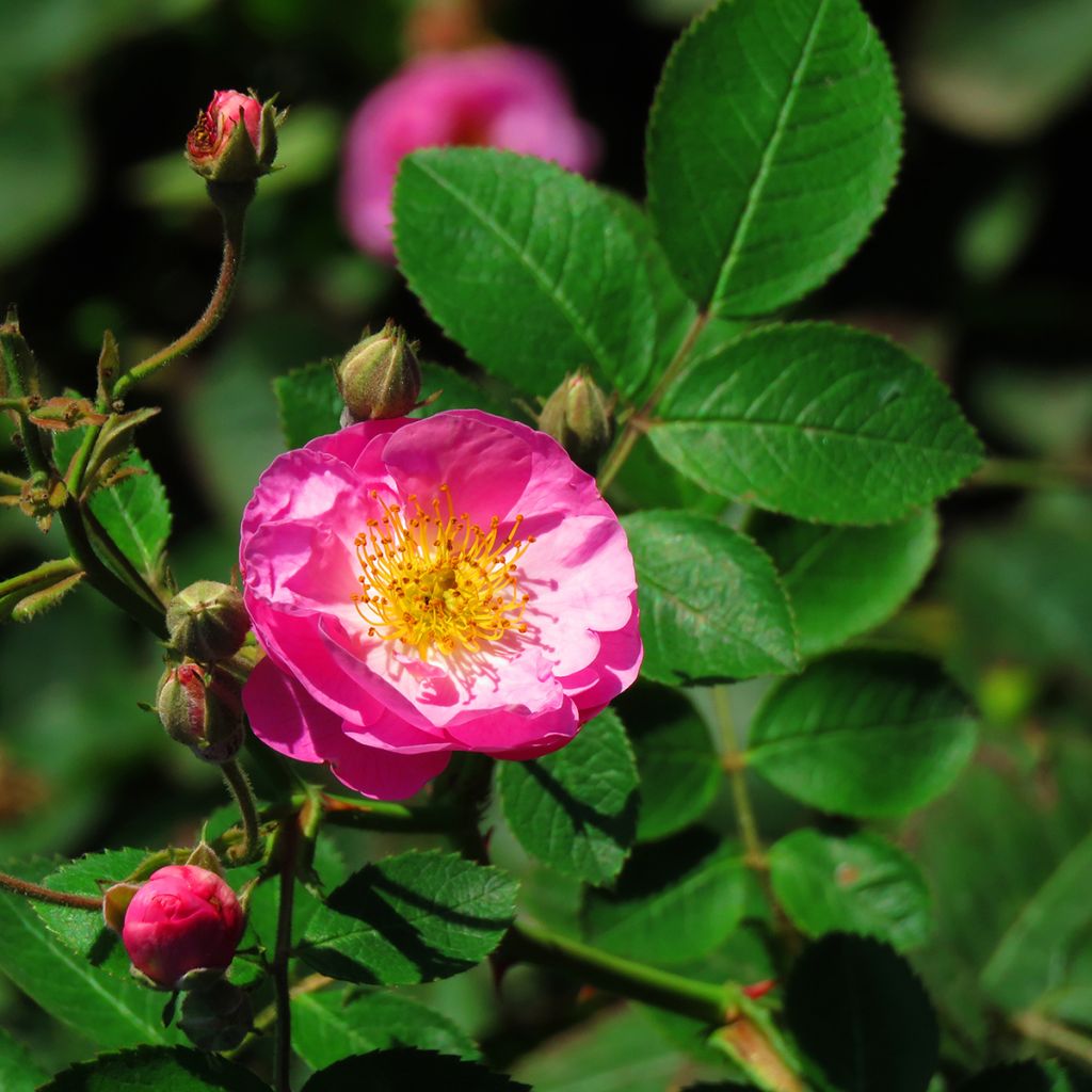 Rosier ancien Complicata