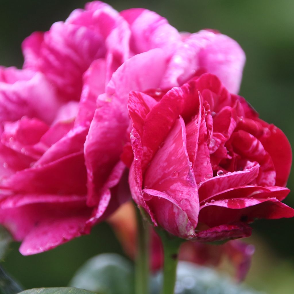 Rosier ancien Ferdinand Pichard