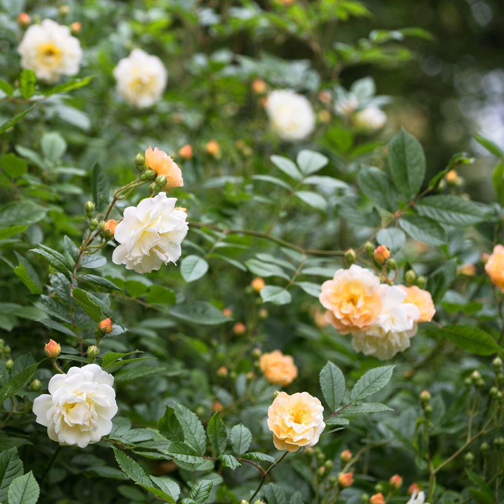 Rosier ancien Ghislaine de Féligonde