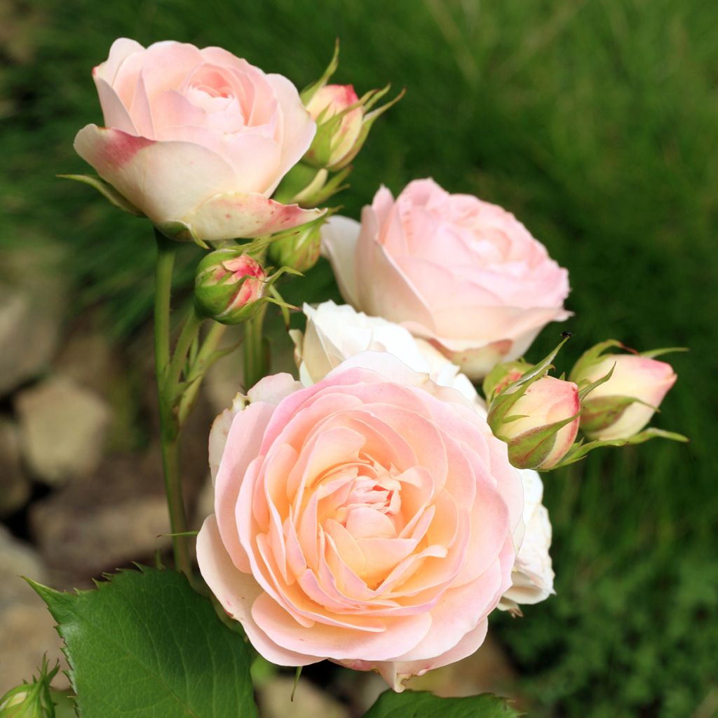 Rosier ancien Gruss An Aachen