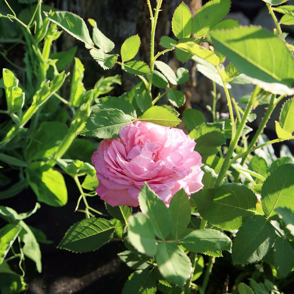 Rosier ancien Louise Odier