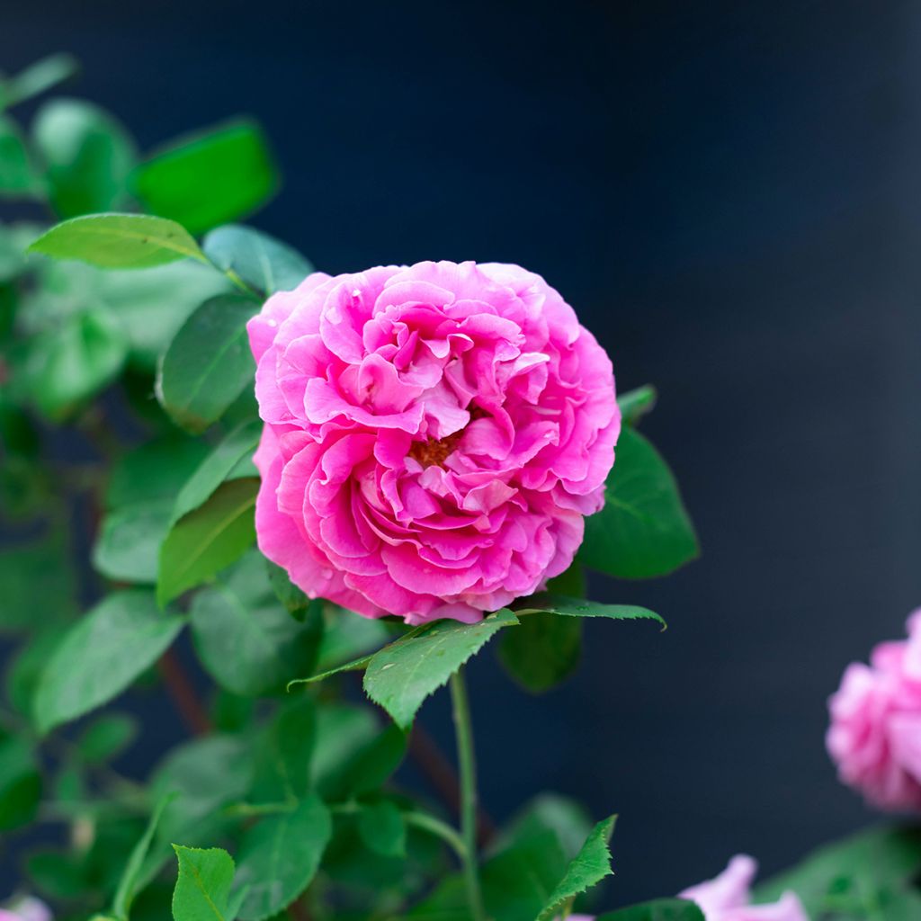 Rosier ancien Paul Neyron