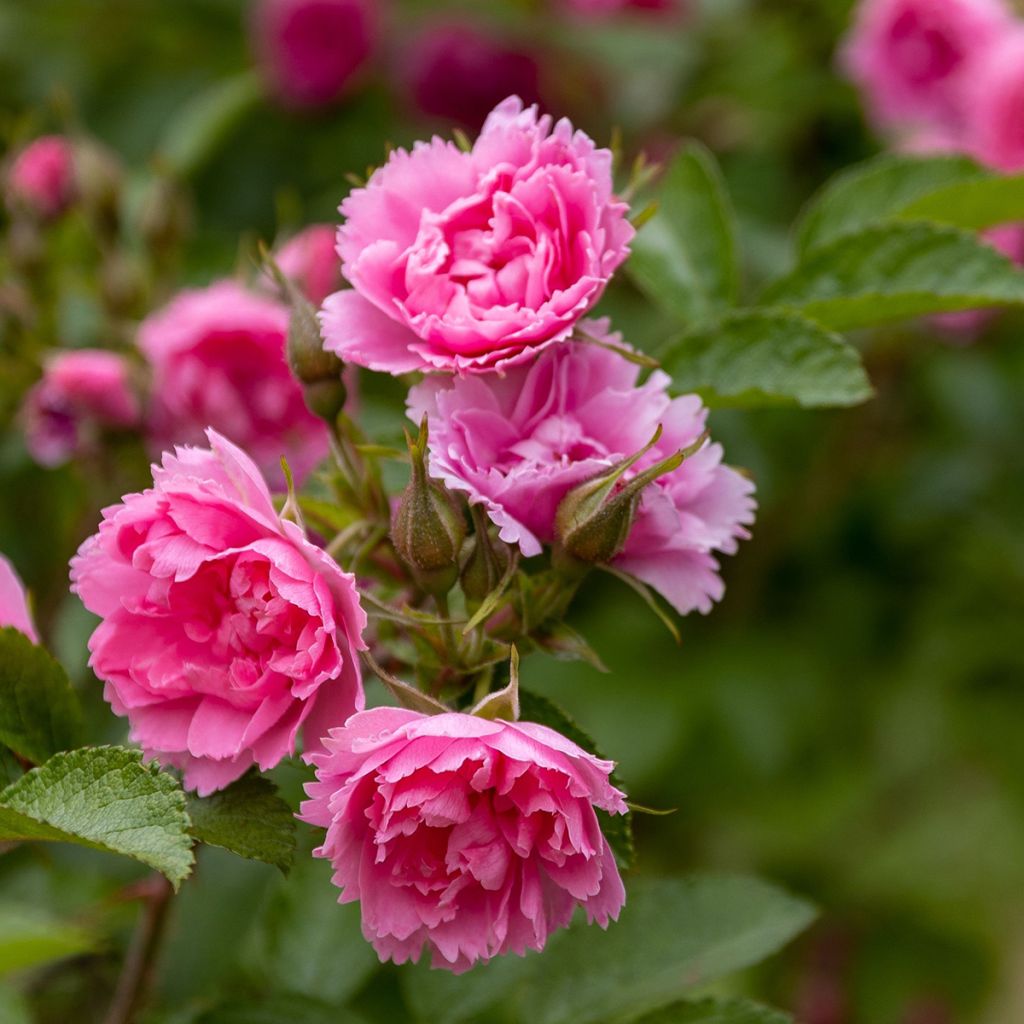 Rosier ancien Pink Grootendorst