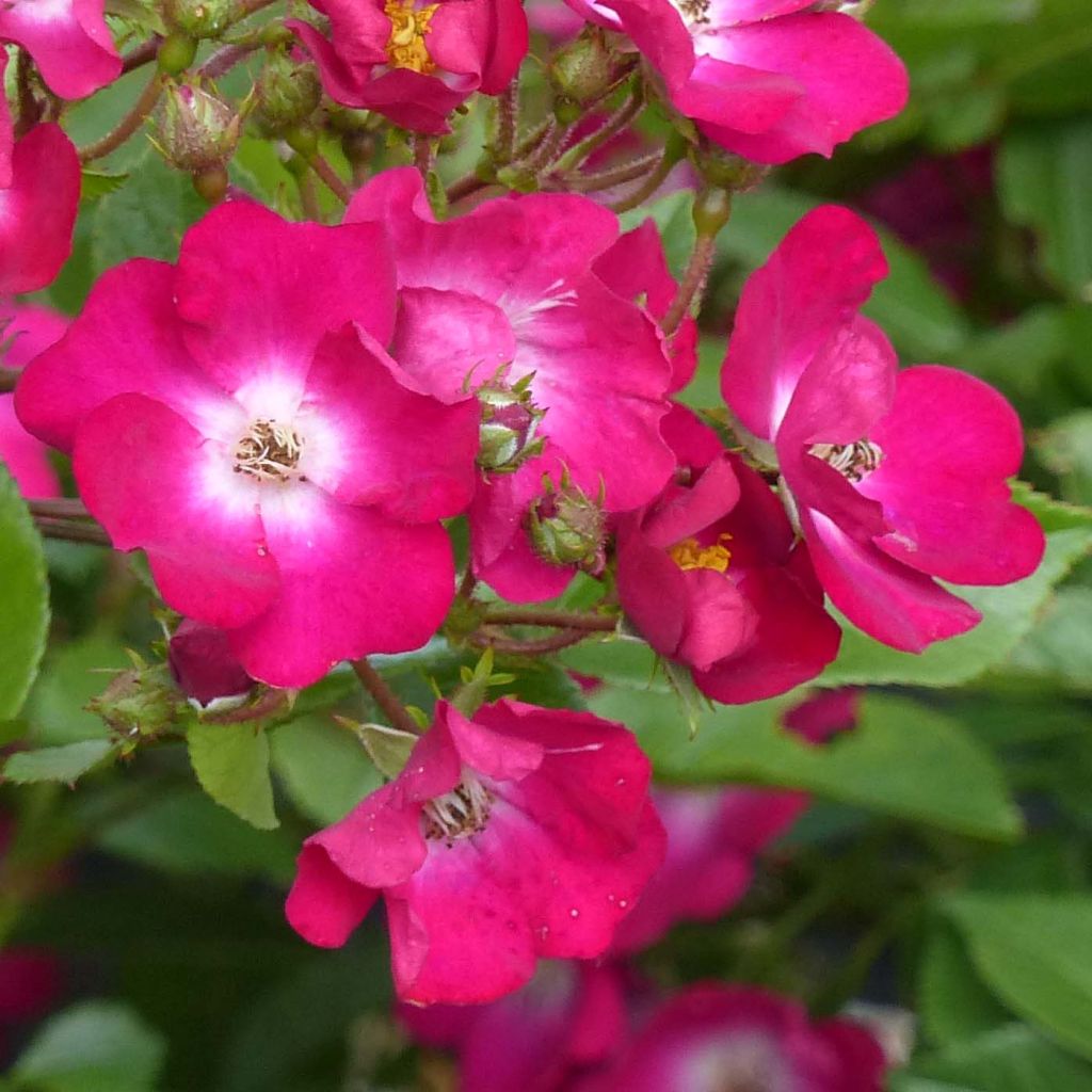 Rosier ancien Red Ballerina en racines nues