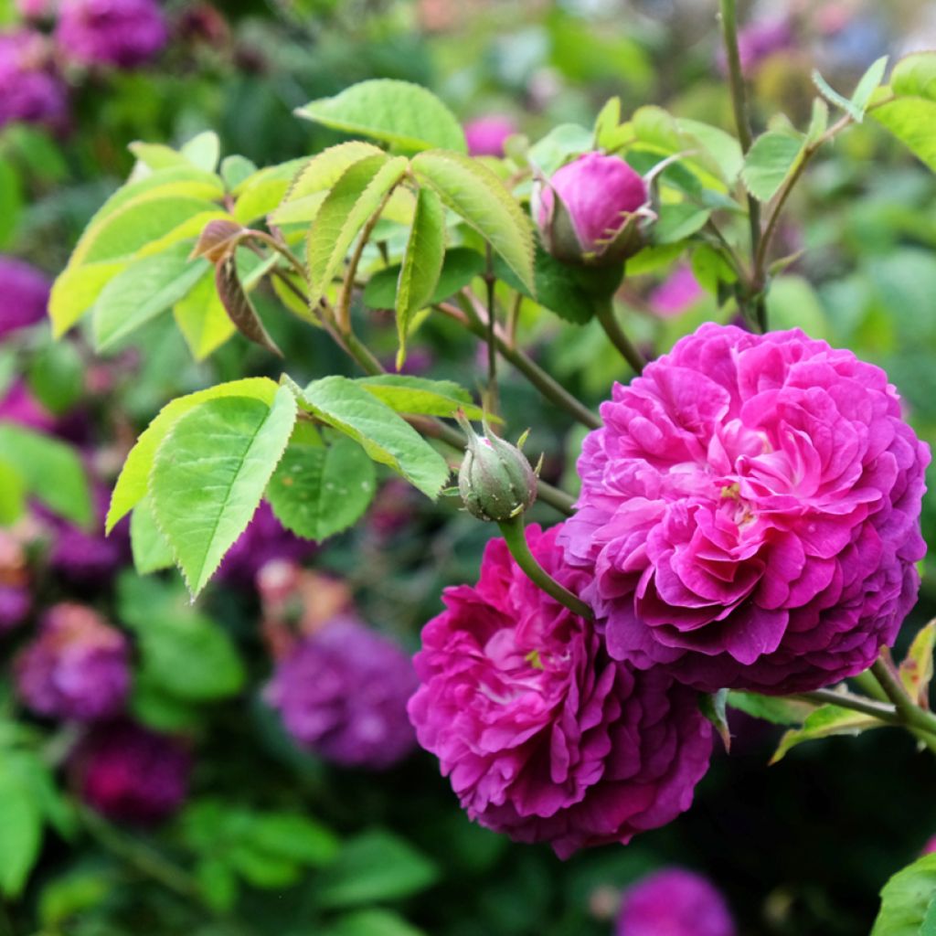 Rosier ancien Reine des Violettes