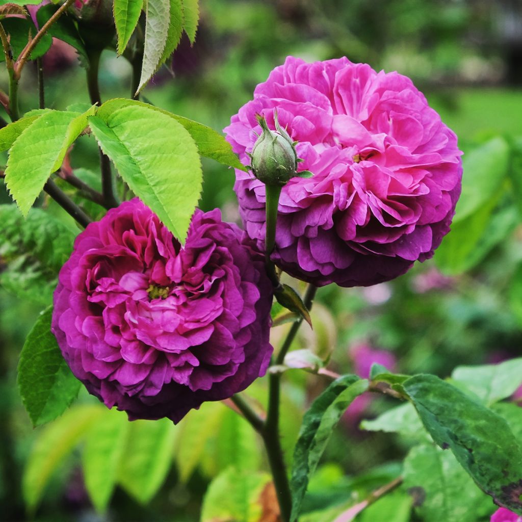 Rosier ancien Reine des Violettes