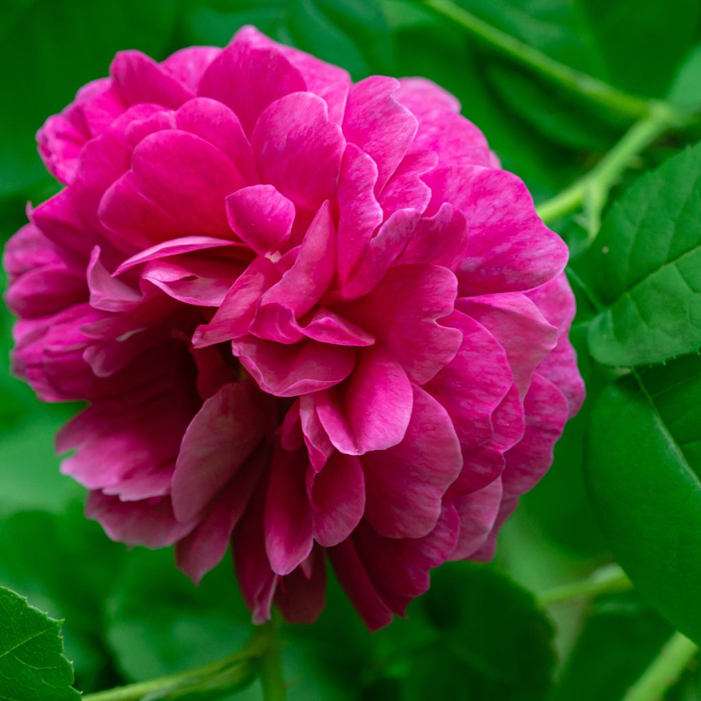 Rosier ancien Rose de Rescht