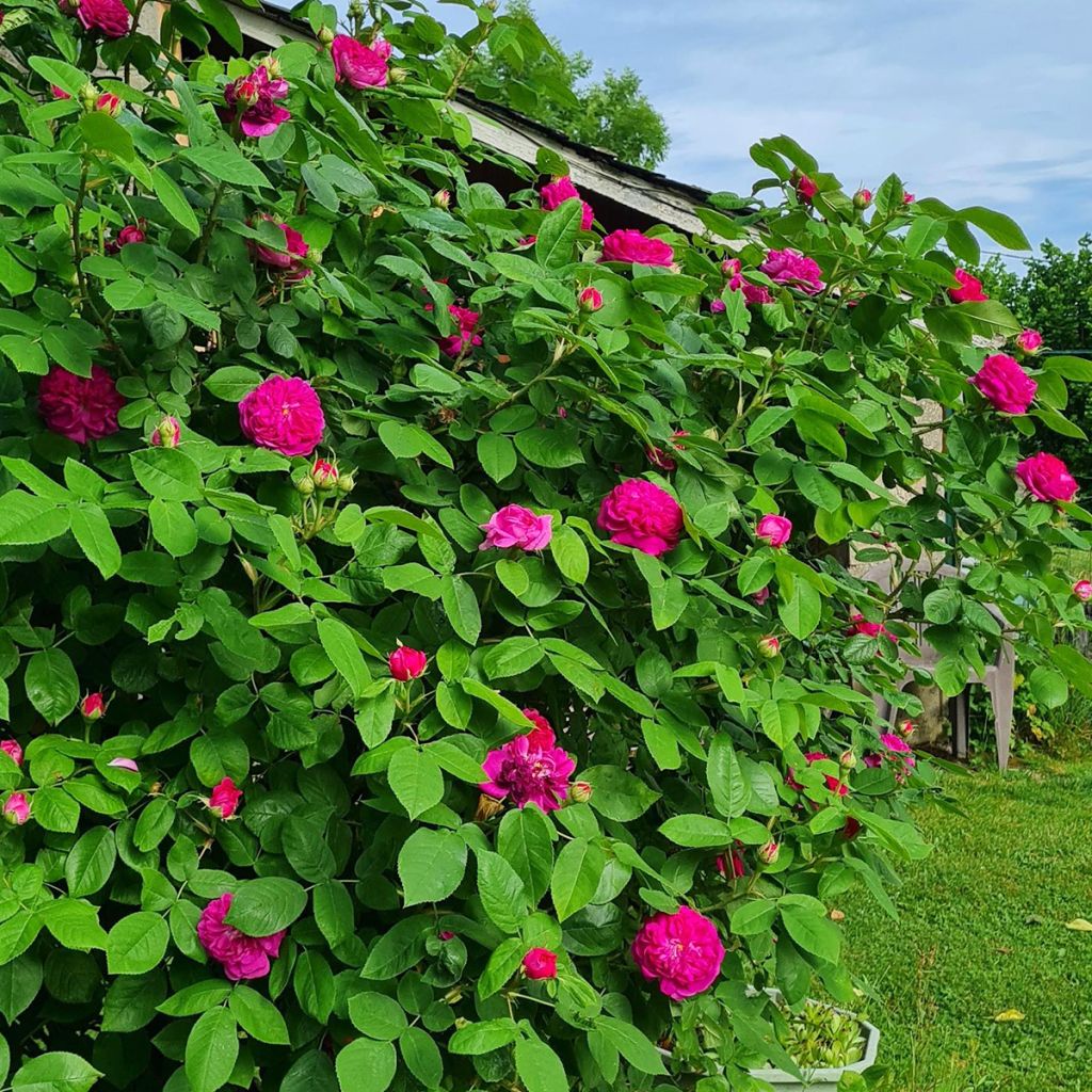 Rosier ancien Rose de Rescht