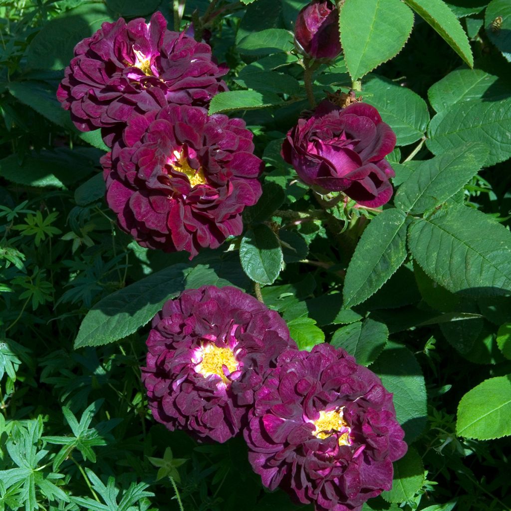 Rosier ancien Tuscany Superb