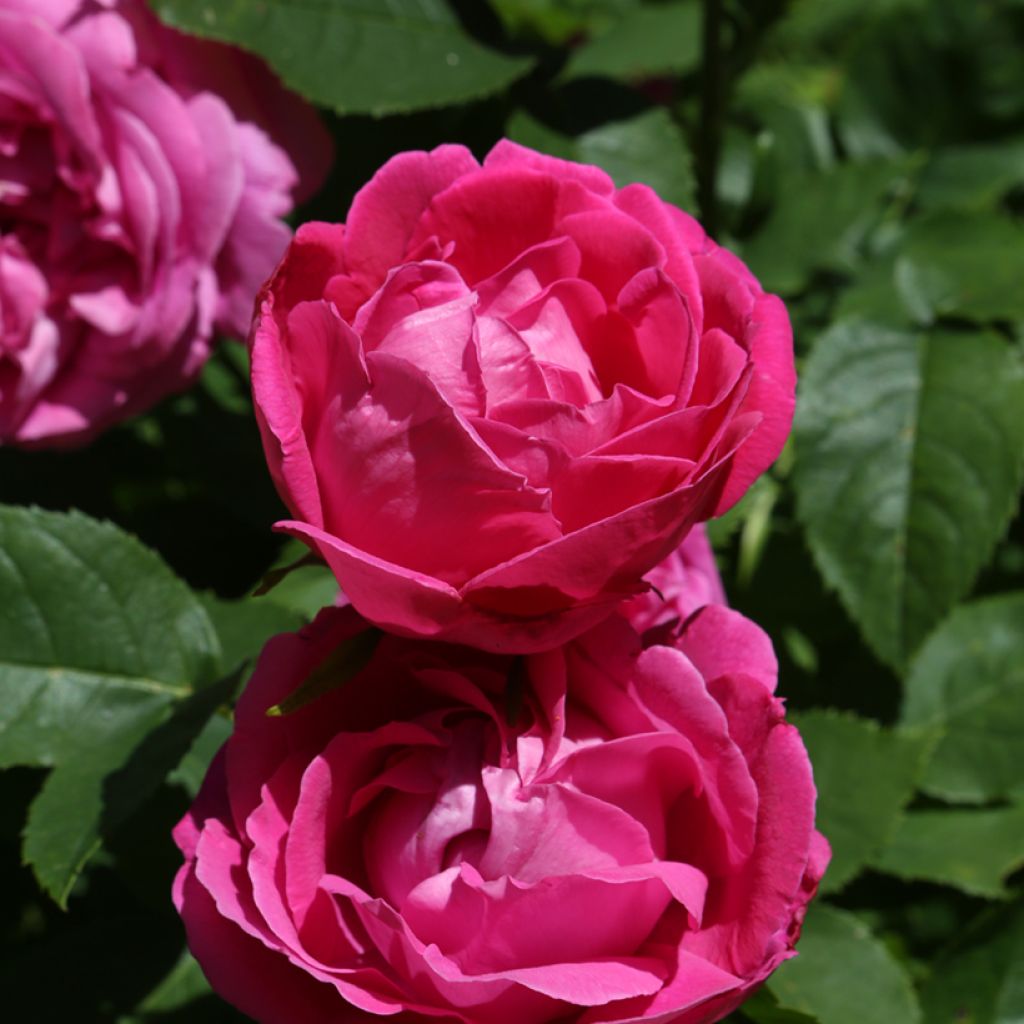 Rosier ancien Ulrich Brunner fils