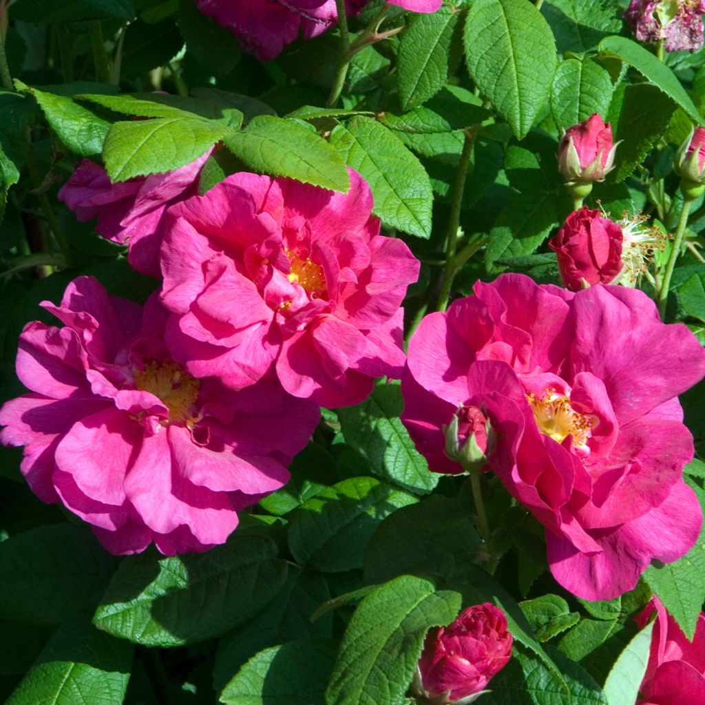Rosier ancien gallica Officinalis BIO