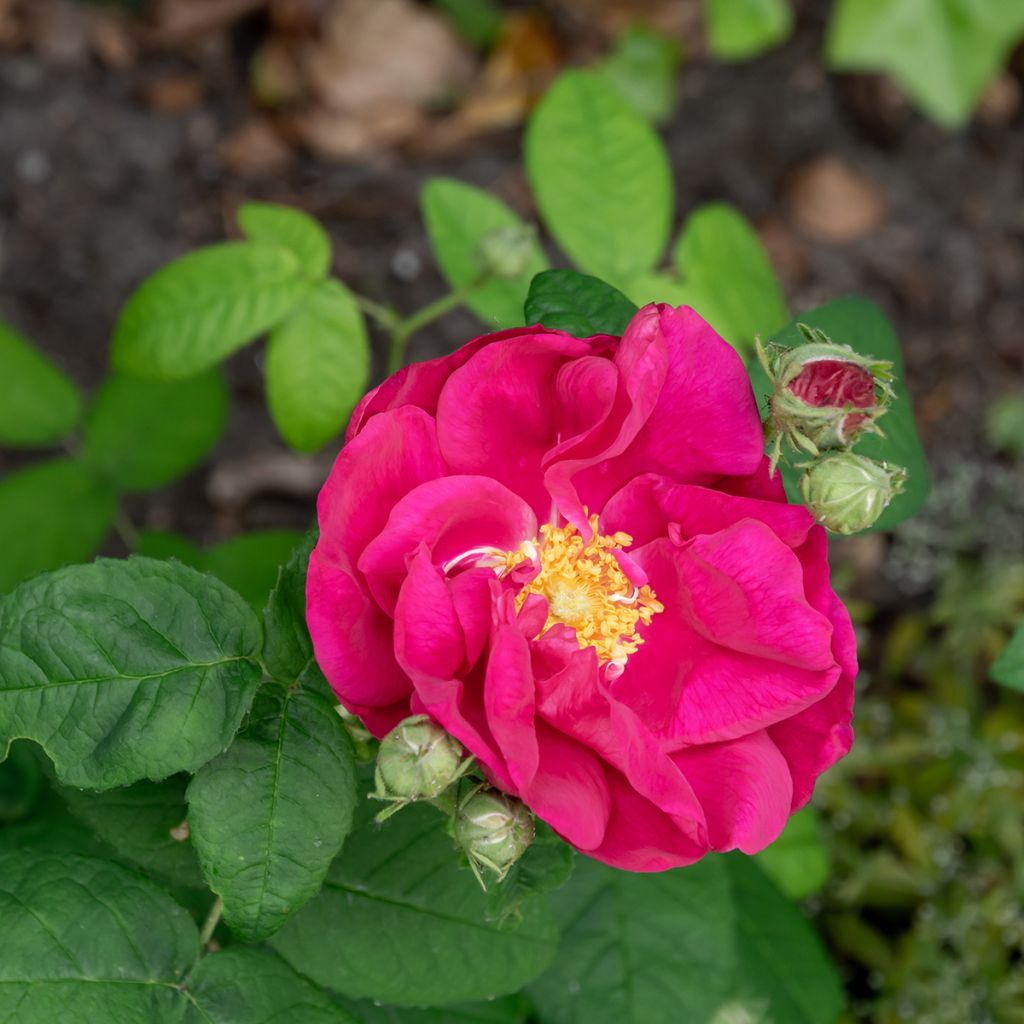 Rosier ancien gallica Officinalis BIO