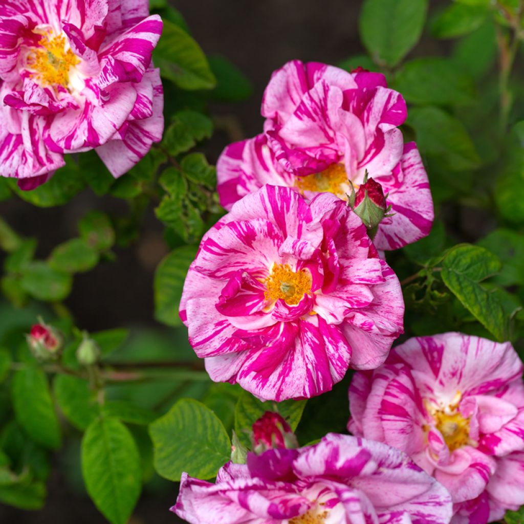 Rosier ancien gallica Versicolor