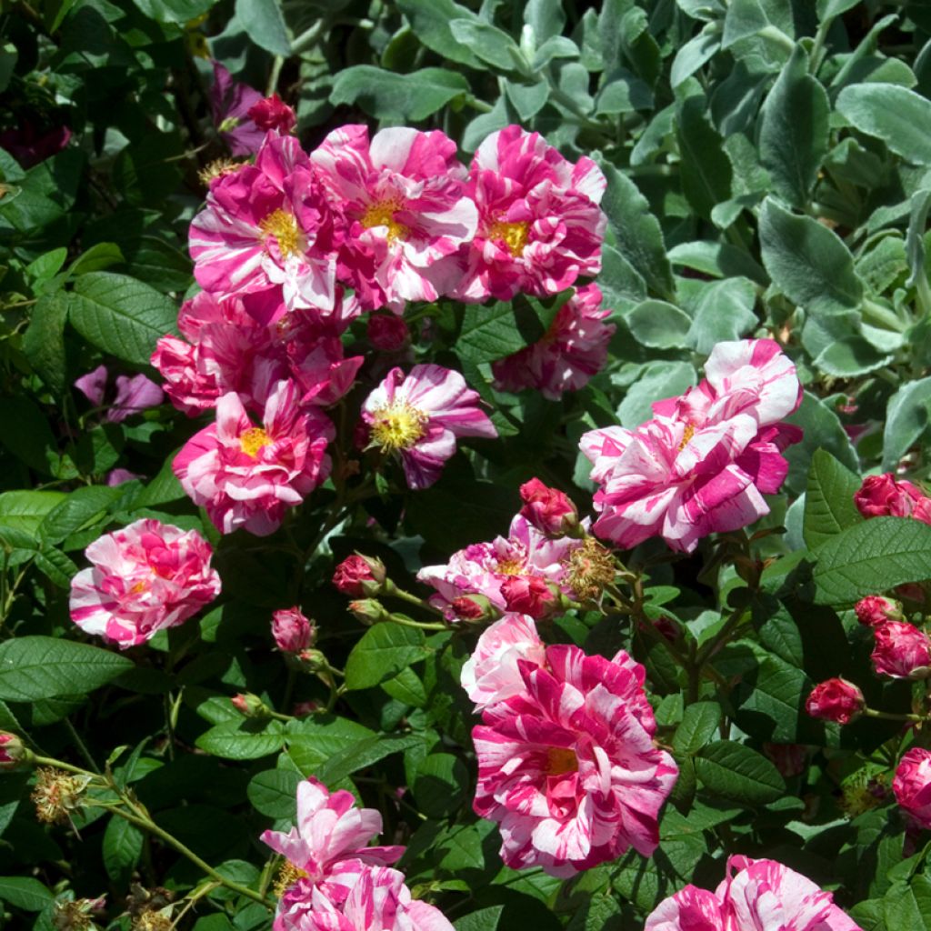 Rosier ancien gallica Versicolor