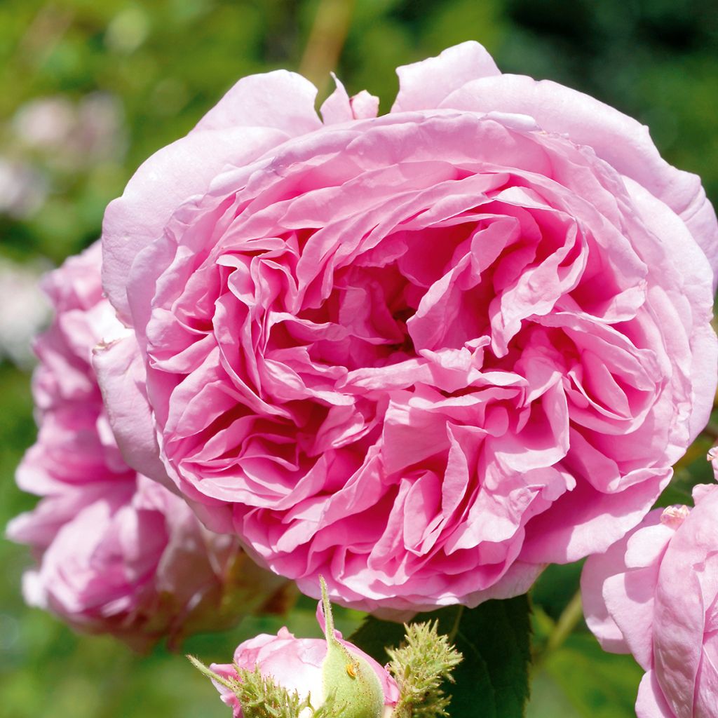 Rosier ancien mousseux Salet BIO