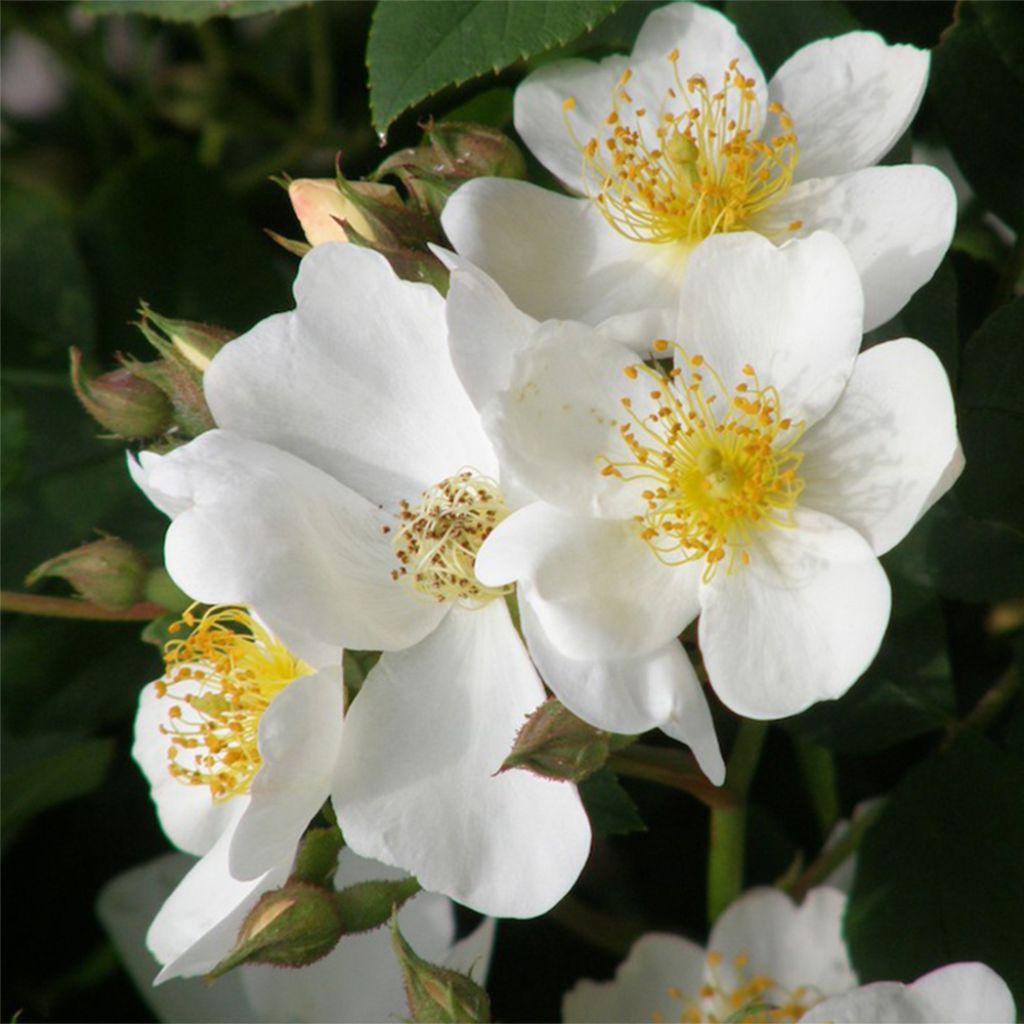 Rosier anglais Kew Gardens® - Ausfence
