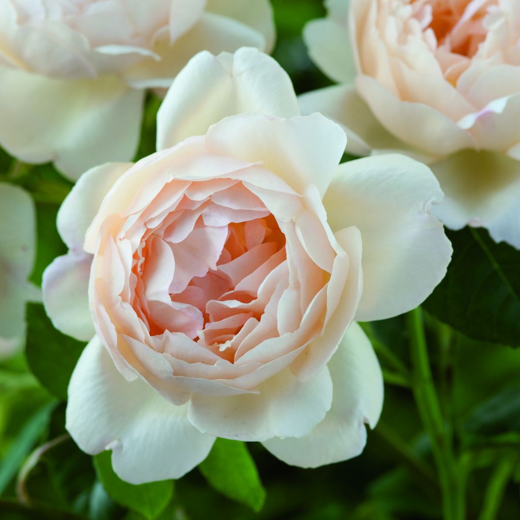 Rosier anglais Wollerton Old Hall® - Ausblanket