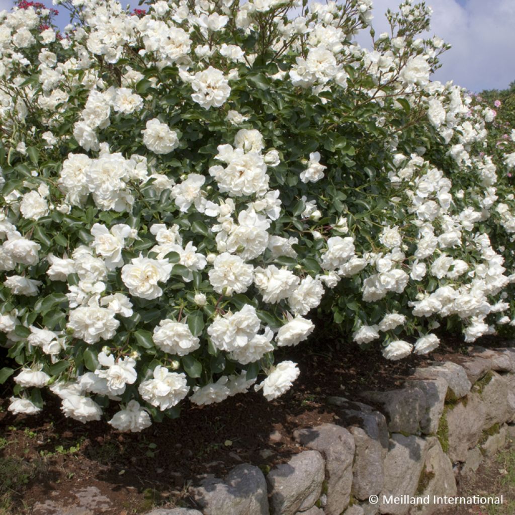 Rosier arbustif Blanc Meillandecor