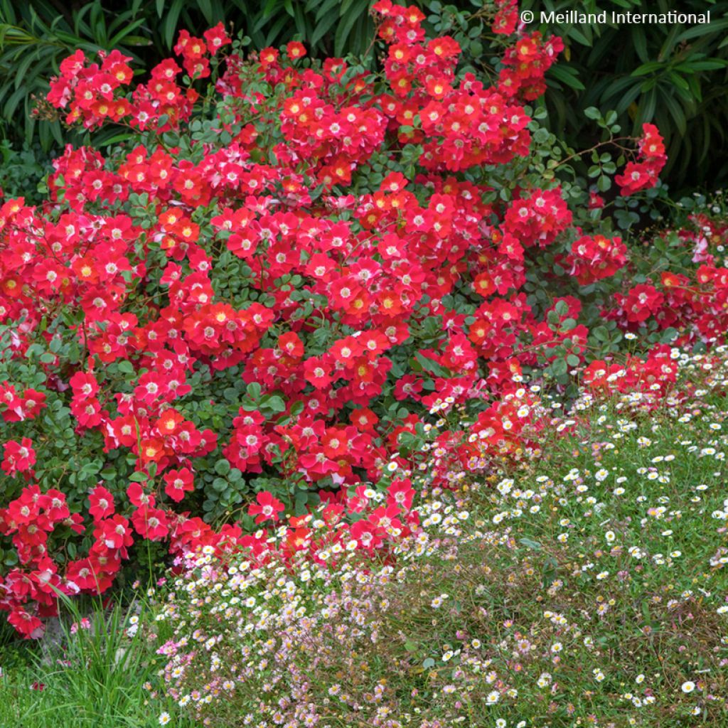 Rosier arbustif Candia Meillandecor