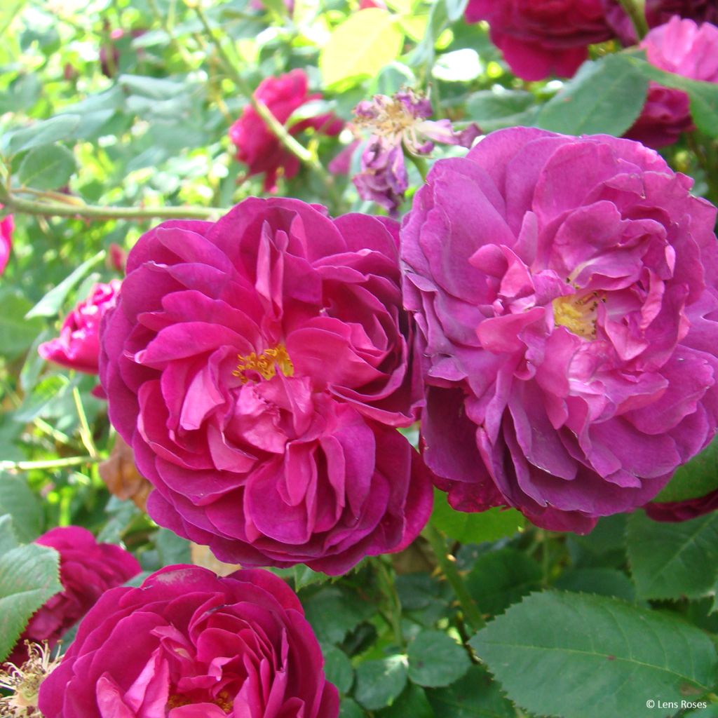 Rosier arbustif Etoile Pourpre