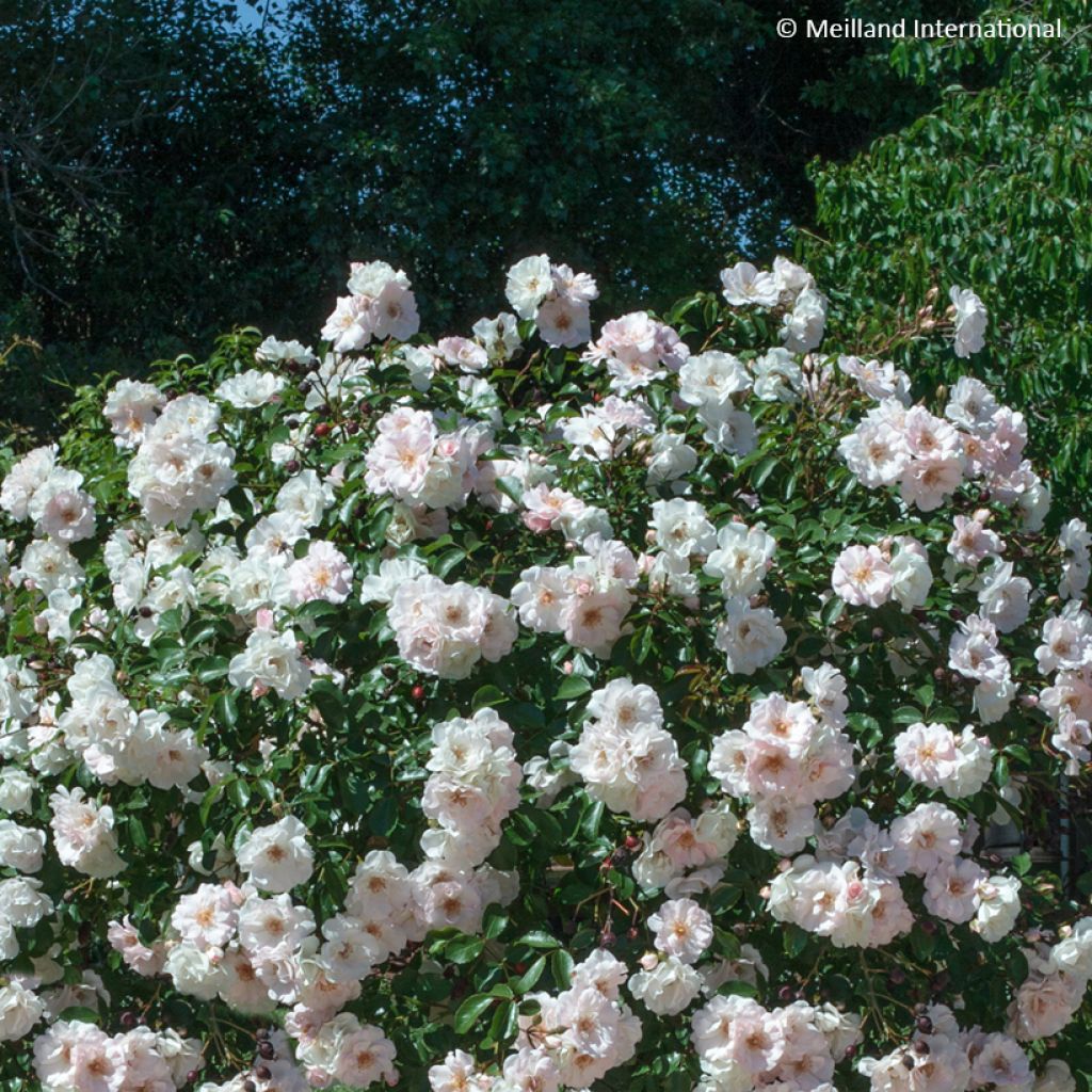 Rosier arbustif Ice Meillandecor
