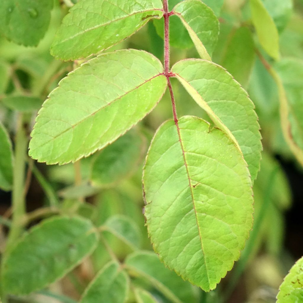 Rosier arbustif Kathleen