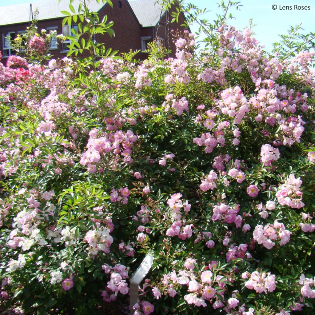 Rosier arbustif Millie Fleur