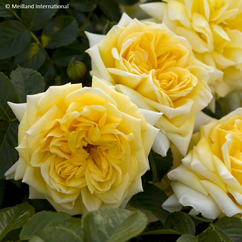 Rosier arbustif Nadia Meillandecor