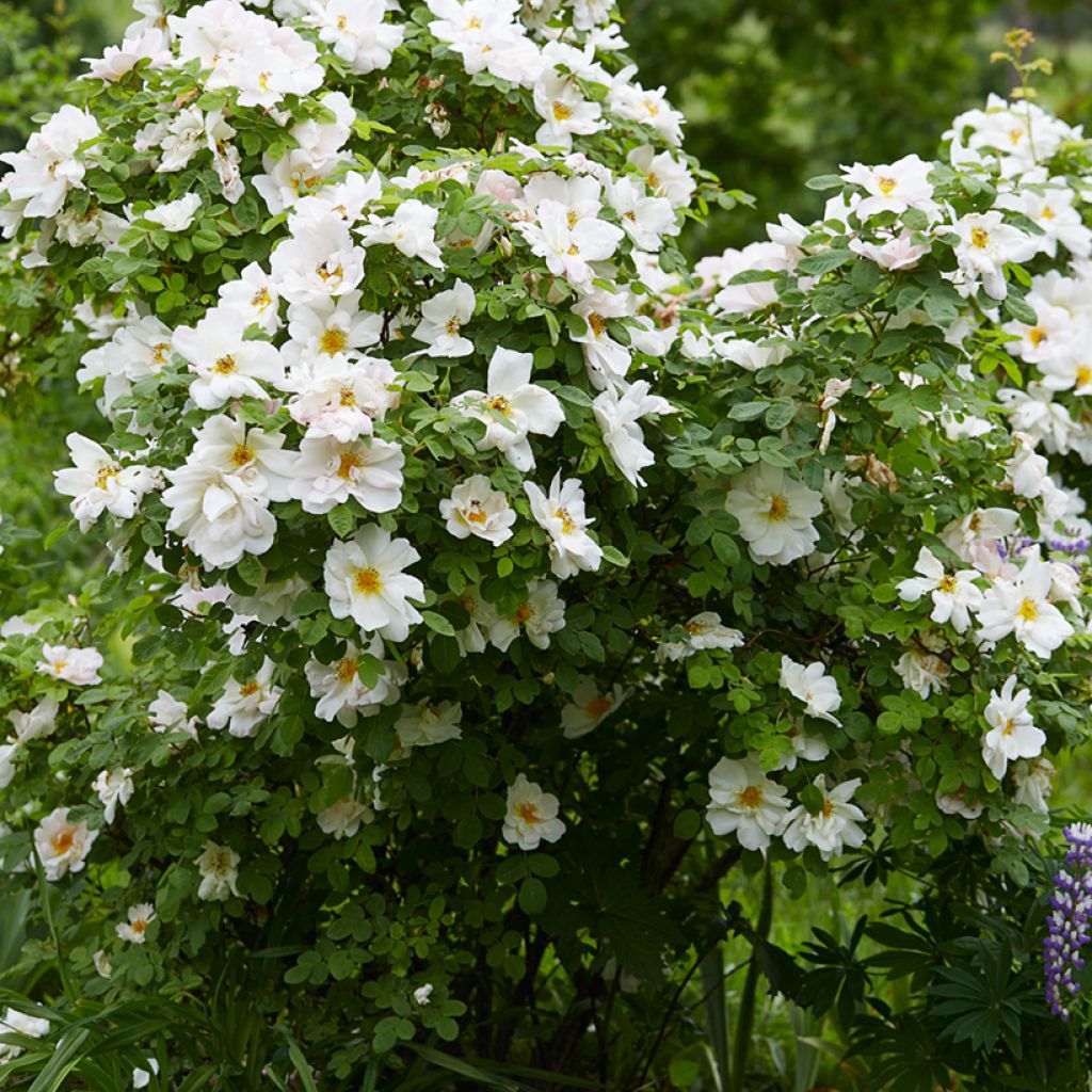 Rosier arbustif Nevada