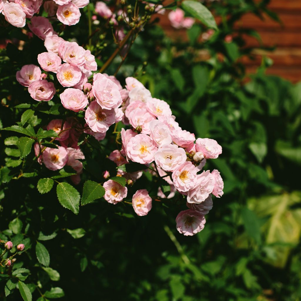Rosier arbustif Queen of the Musks